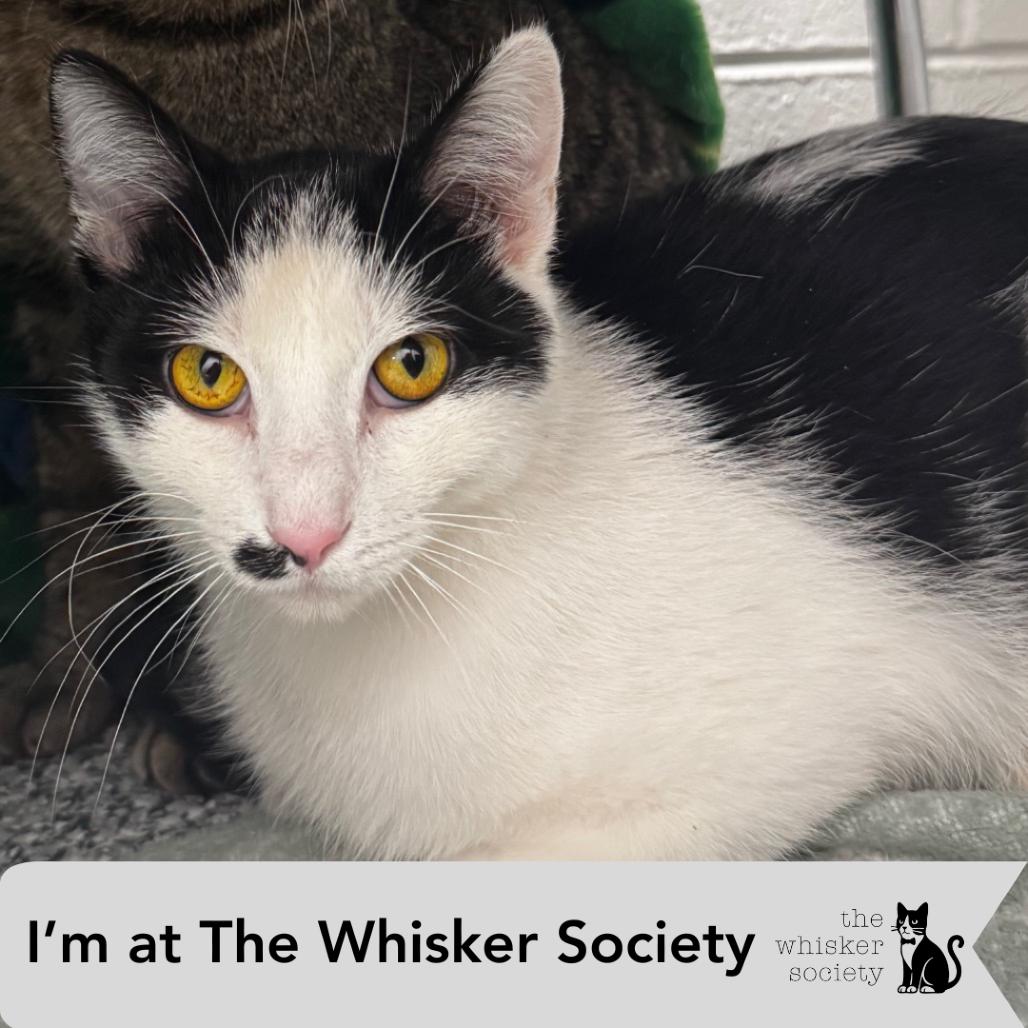 Enlarge Herbie, a Adoptable Domestic Short Hair in Brookfield, WI image 1/3