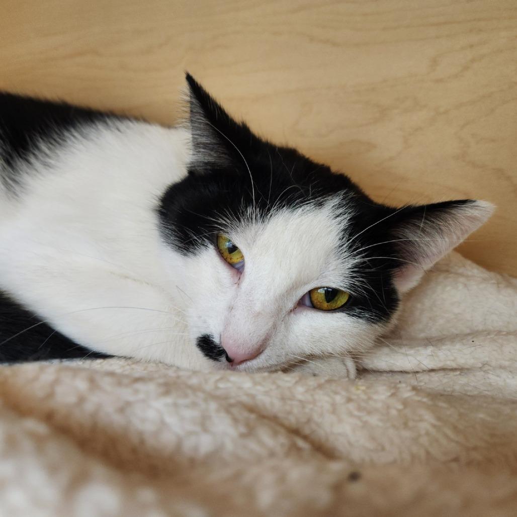 Enlarge Herbie, a Adoptable Domestic Short Hair in Brookfield, WI image 2/3
