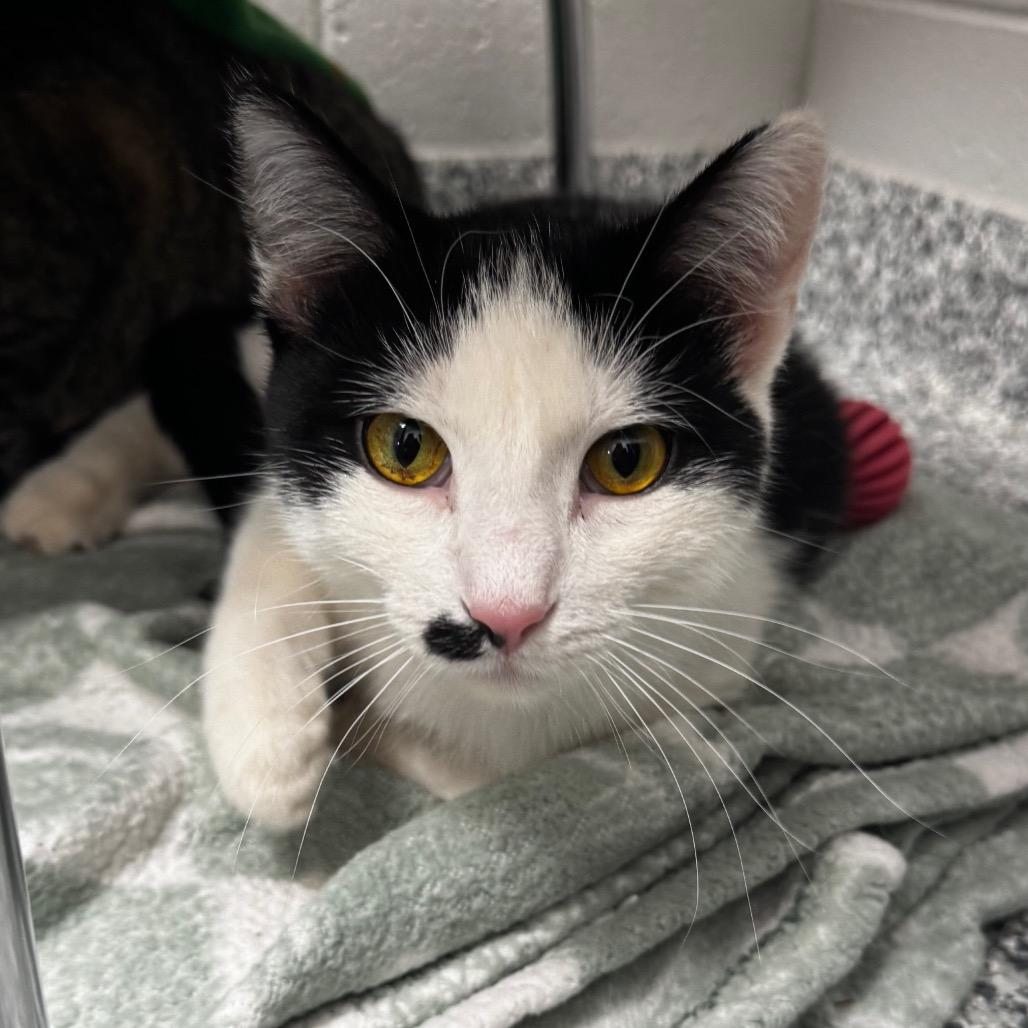 Enlarge Herbie, a Adoptable Domestic Short Hair in Brookfield, WI image 3/3