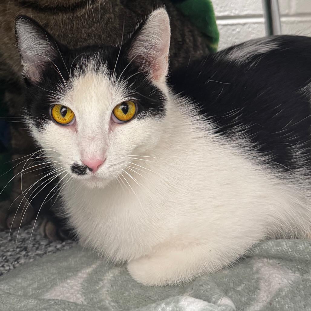 Herbie, a Adoptable Domestic Short Hair in Brookfield, WI image 3/3