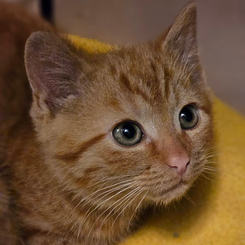 Enlarge Cheddar, a ADOPTABLE Domestic Short Hair in Toledo, OH image 1/1