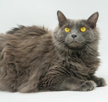 Shiloh is just bubbling with excitement to meet you!  Huge cuddly floof - VIDEO - quieter home
