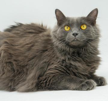 Shiloh is just bubbling with excitement to meet you!  Huge cuddly floof - VIDEO - quieter home