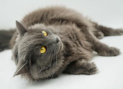 Shiloh is just bubbling with excitement to meet you!  Huge cuddly floof - VIDEO - quieter home