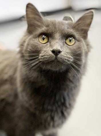 Shiloh is just bubbling with excitement to meet you!  Huge cuddly floof - VIDEO - quieter home