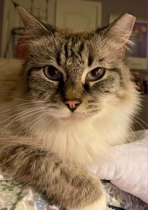 Gabriella, ADOPTABLE, Adult Female Siamese.