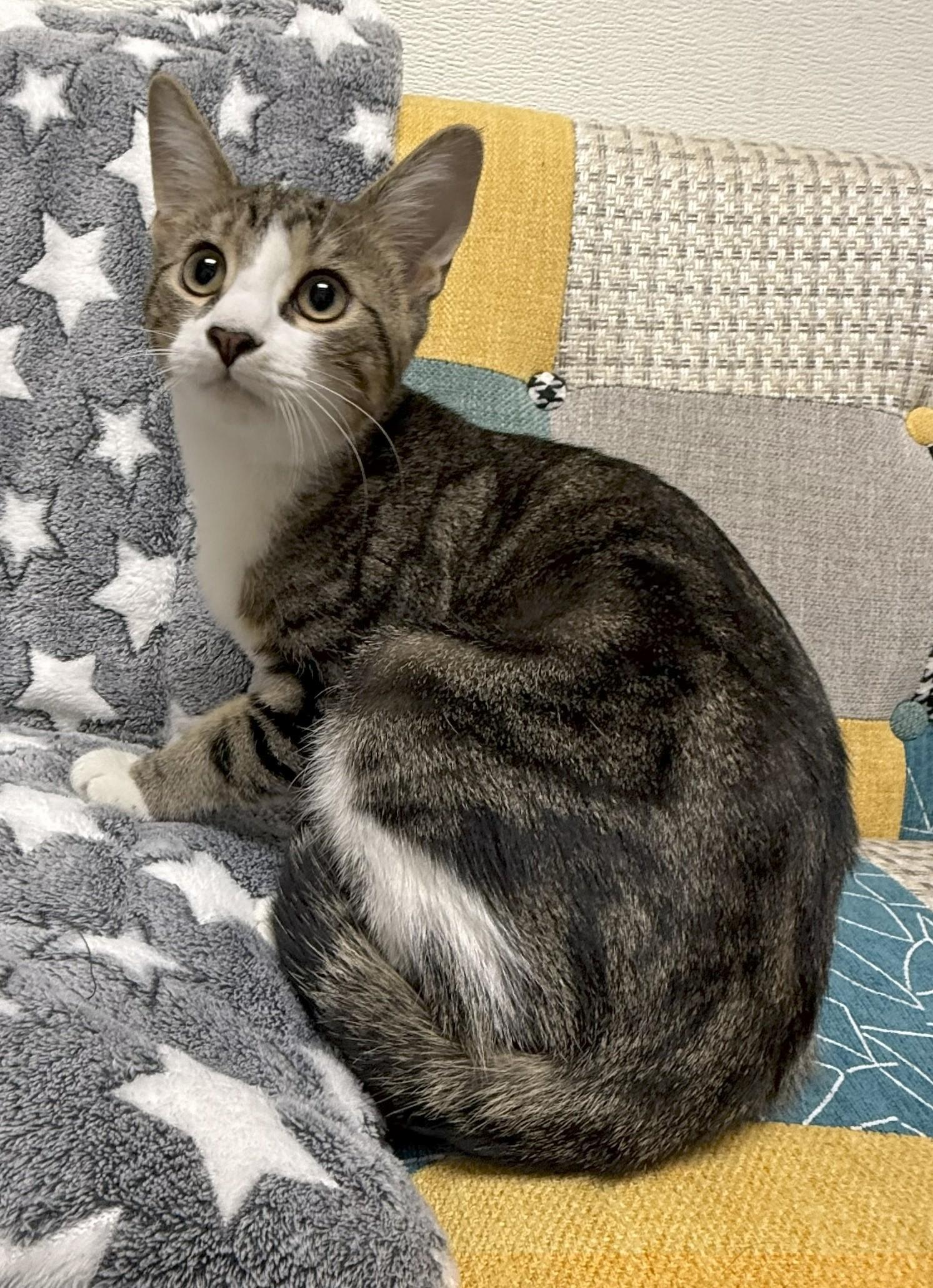 Cotten Candy, Adoptable, Young Male Domestic Short Hair.