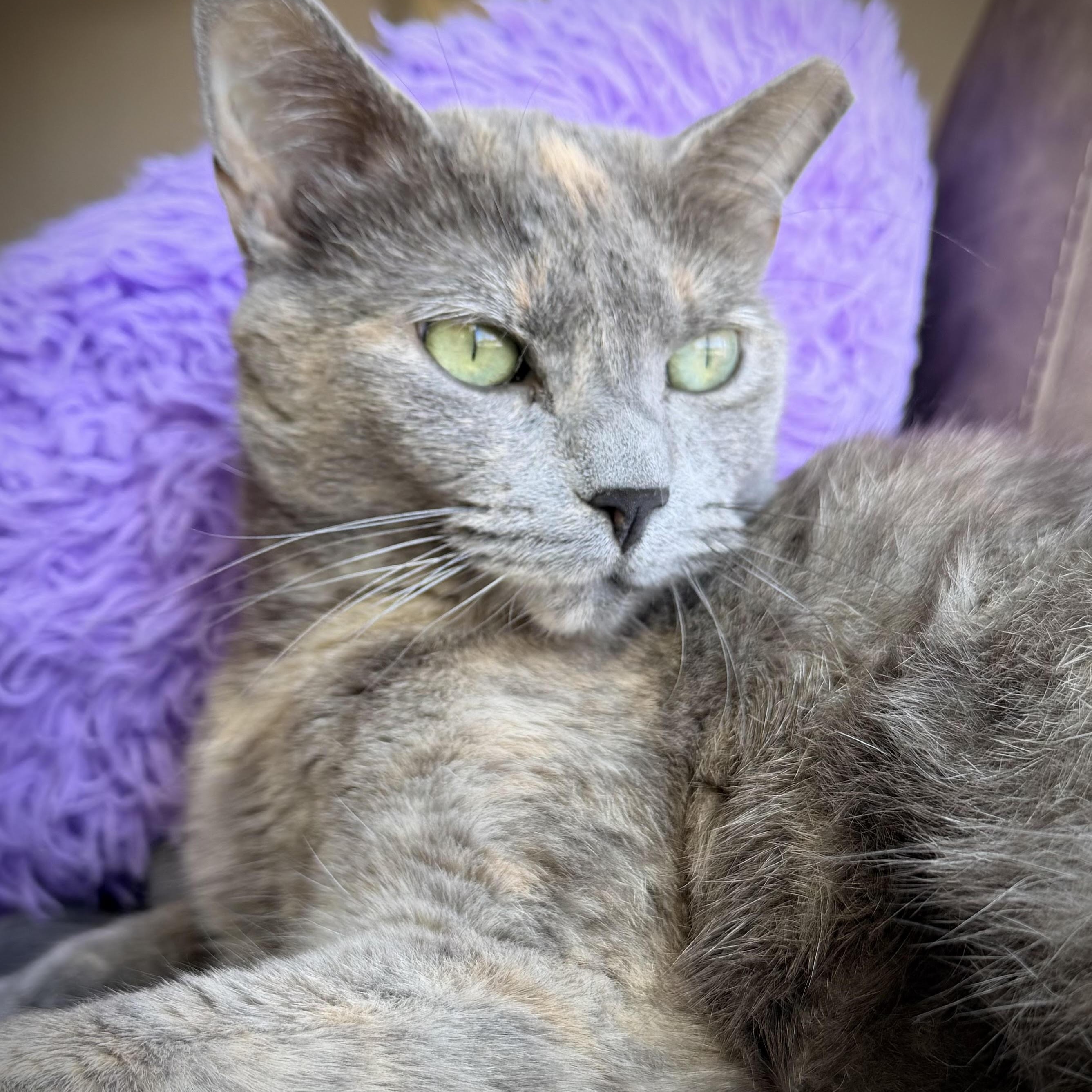 Enlarge Rose, a Adoptable Domestic Short Hair in Colorado Springs, CO image 2/3