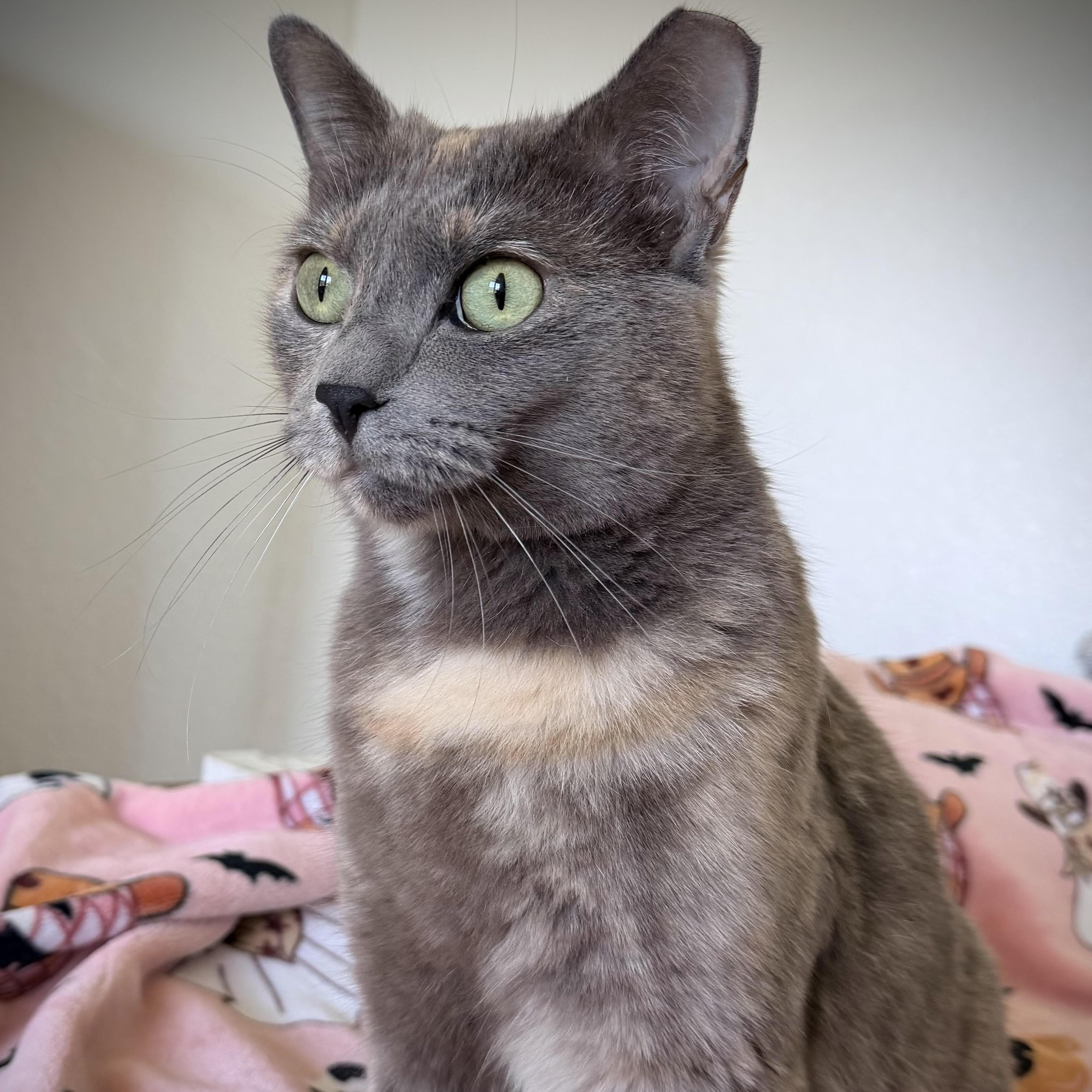 Enlarge Rose, a Adoptable Domestic Short Hair in Colorado Springs, CO image 3/3