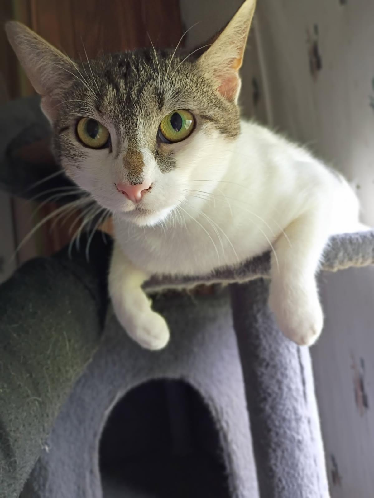 HAILEY, Adoptable, Adult Female American Shorthair.