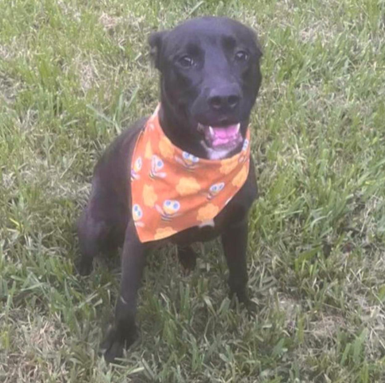 Onyx — thumbnail 2