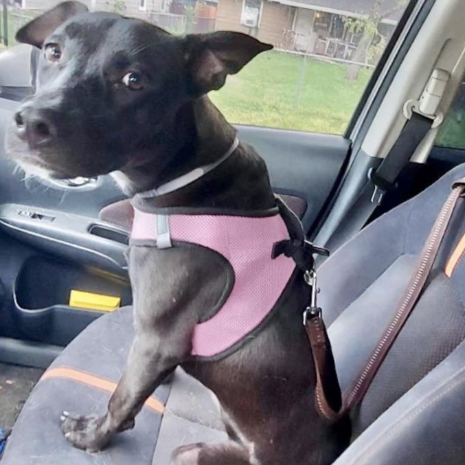 Onyx — thumbnail 4