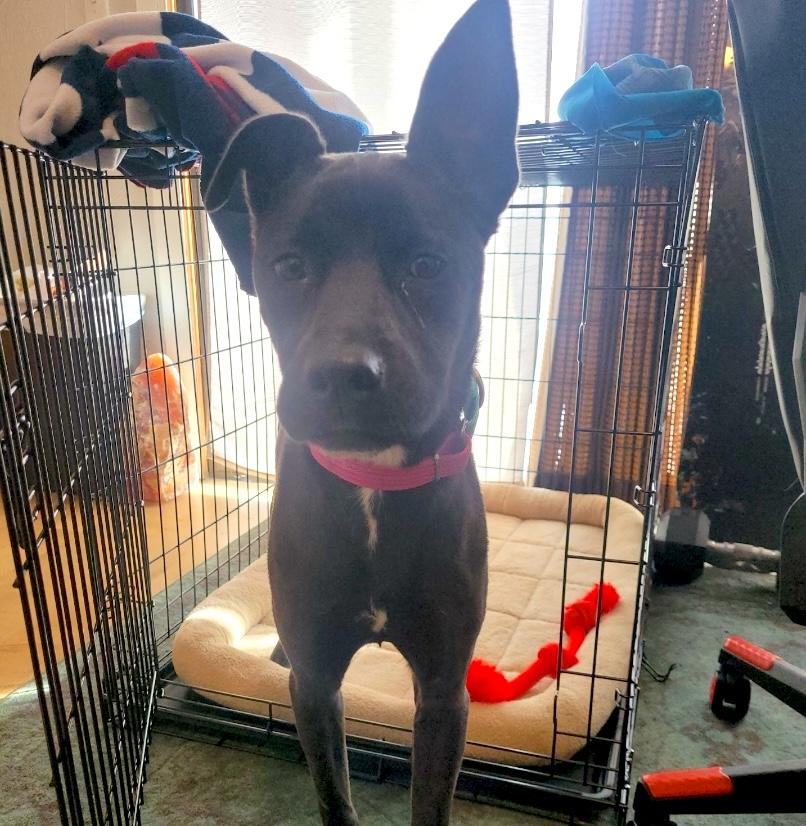 Onyx — thumbnail 6