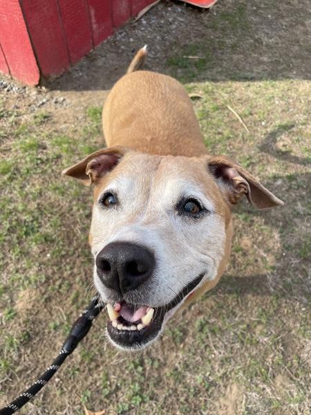 Enlarge Willie, a Adoptable mixed breed in Oakland, NJ image 1/1