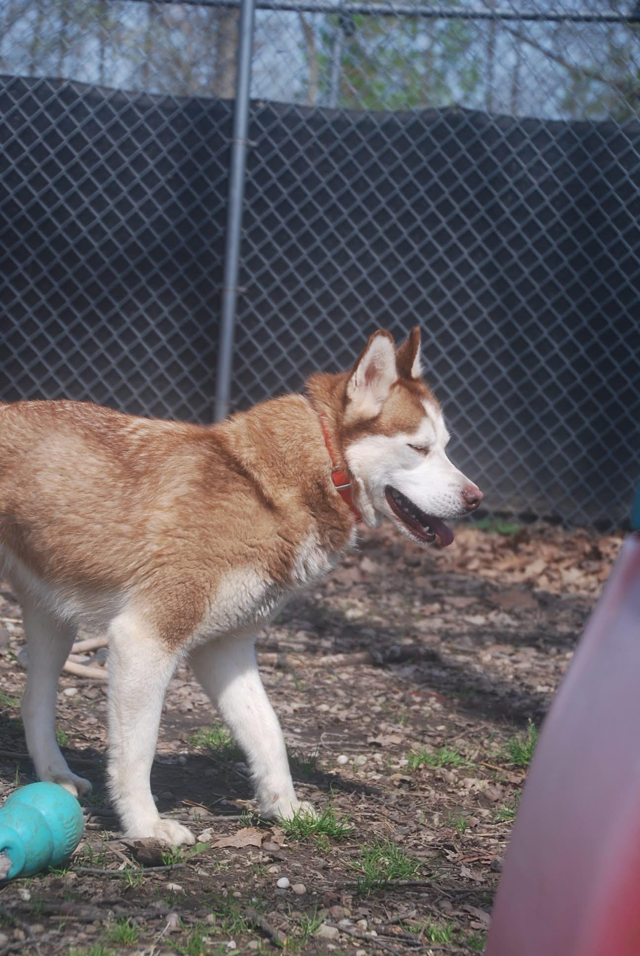 Enlarge Sade’, an adopted Husky in Chardon, OH image 4/5