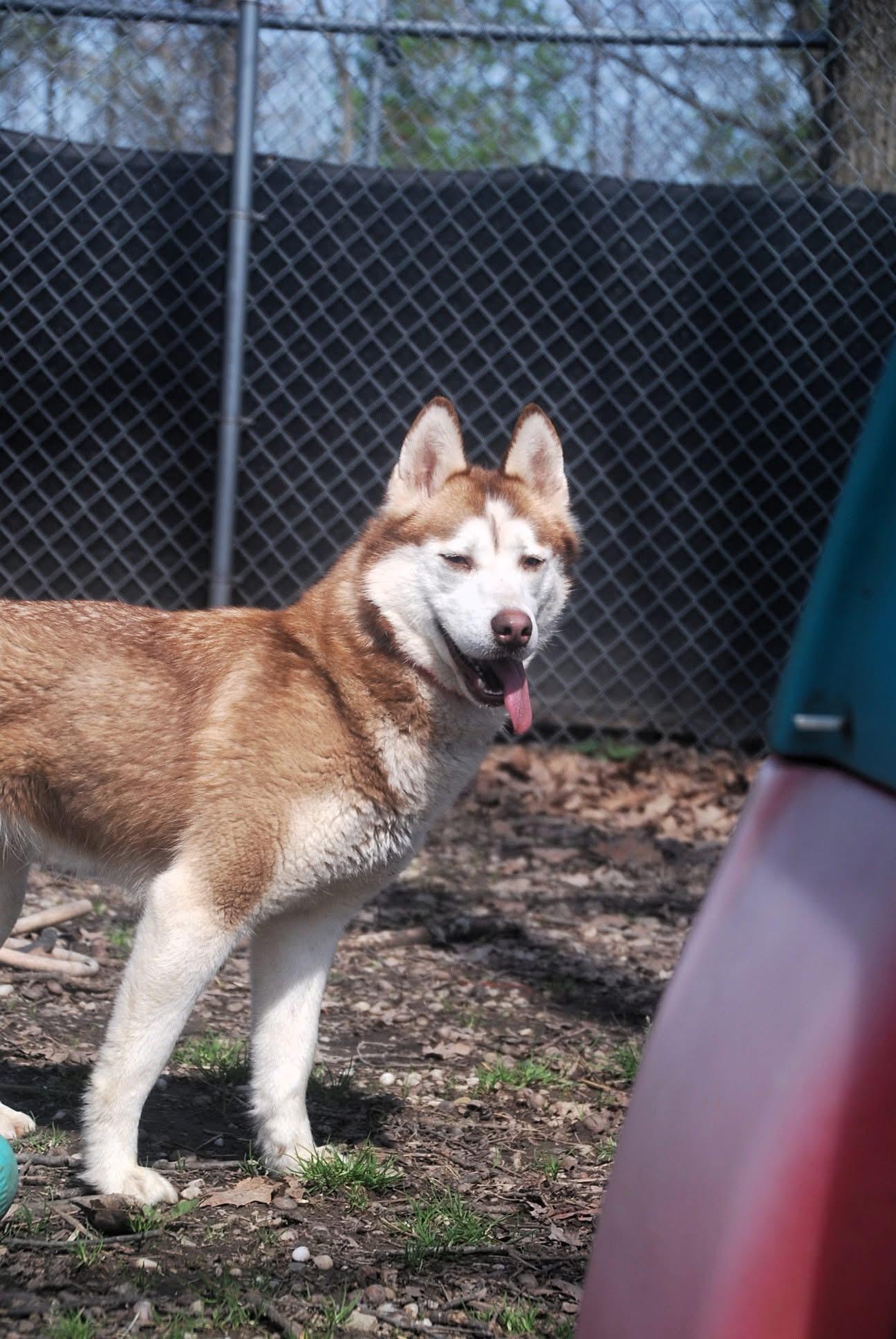Sade’, adopted, Young Female Husky.