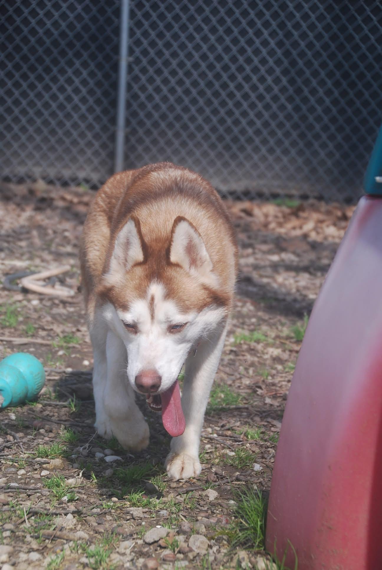Enlarge Sade’, an adopted Husky in Chardon, OH image 3/5