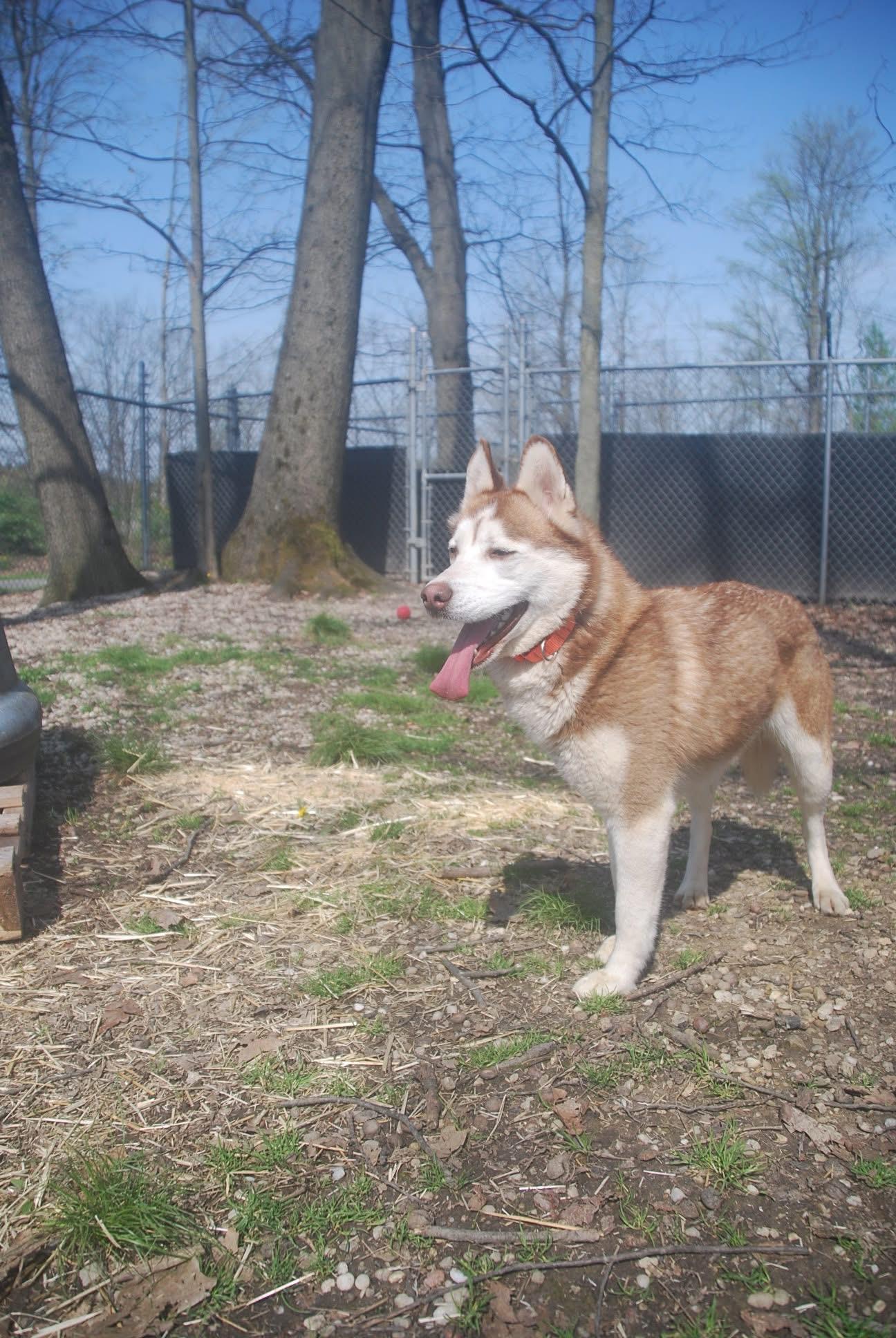 Enlarge Sade’, an adopted Husky in Chardon, OH image 2/5