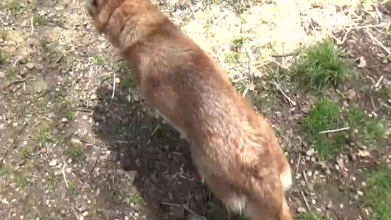 Enlarge Sade’, an adopted Husky in Chardon, OH video 5/5