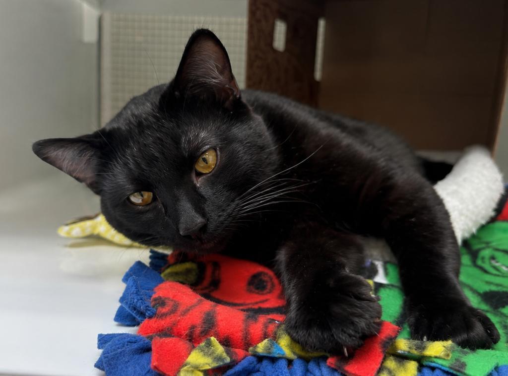 Cameron, a Adopted mixed breed in Saint Paul, MN image 1/2