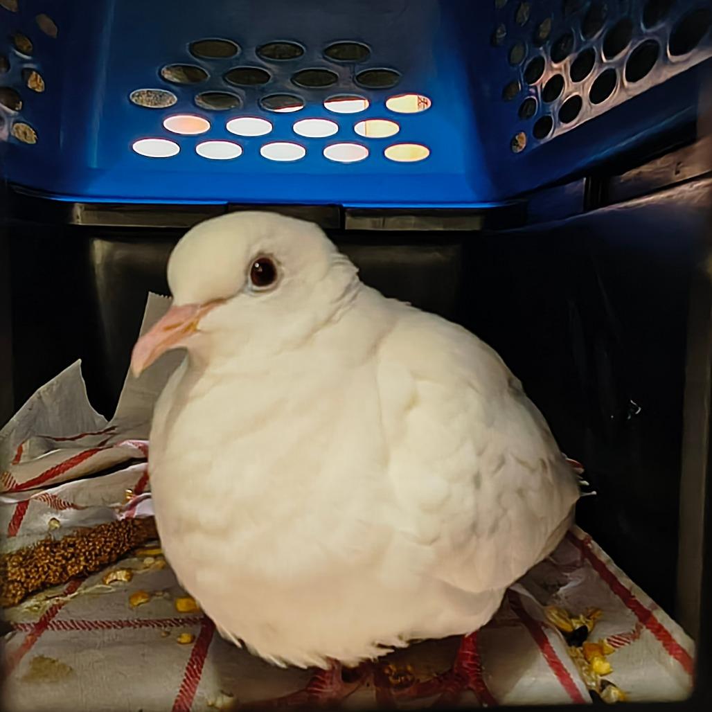 Enlarge What the Beak!?, a Adoptable Dove in Springfield, MA image 1/4