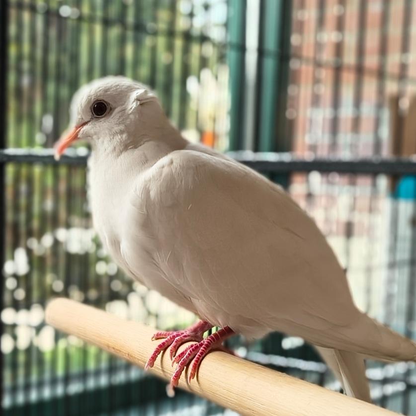 Enlarge What the Beak!?, a Adoptable Dove in Springfield, MA image 2/4