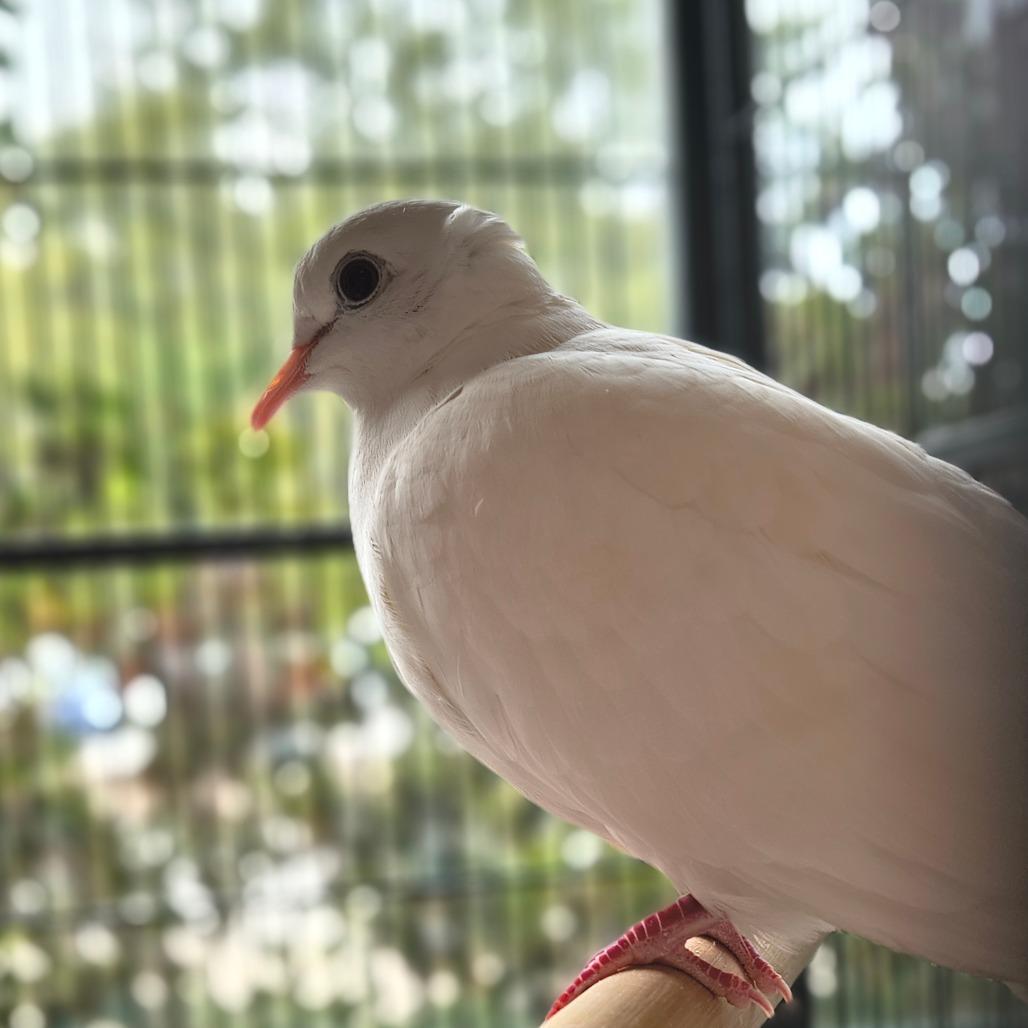 Enlarge What the Beak!?, a Adoptable Dove in Springfield, MA image 3/4