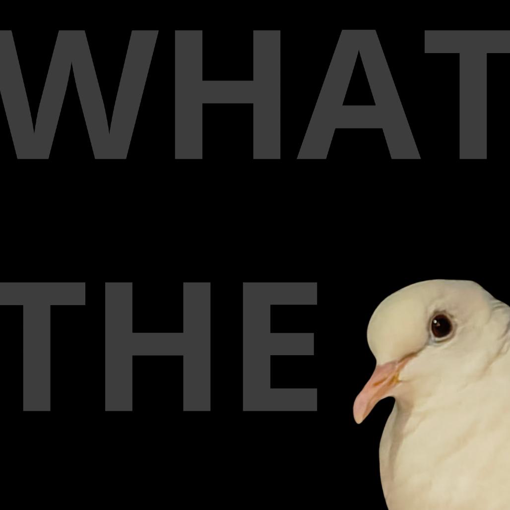 Enlarge What the Beak!?, a Adoptable Dove in Springfield, MA image 4/4