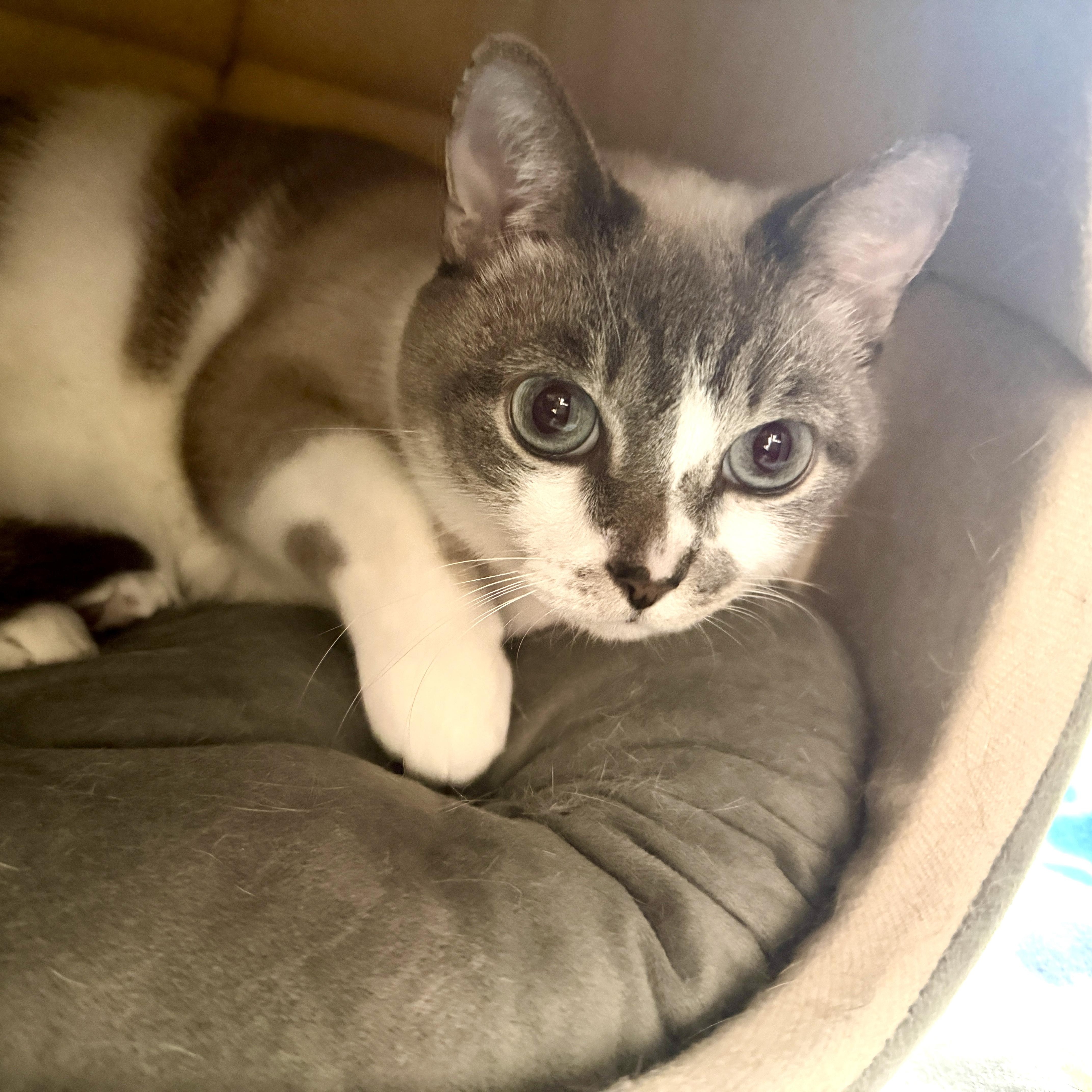 Emma, a hold mixed breed in Oldsmar, FL image 5/5