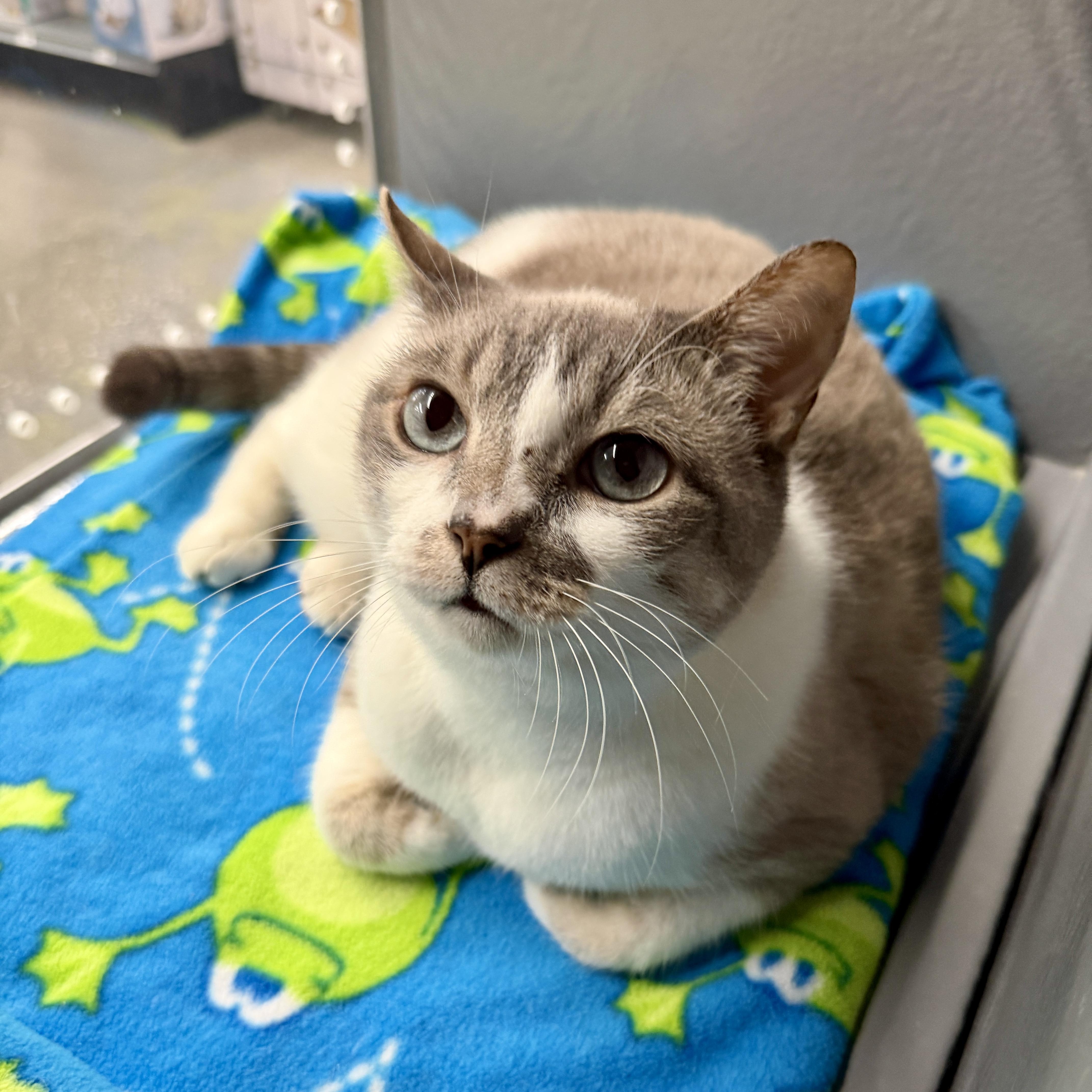 Emma, a hold mixed breed in Oldsmar, FL image 1/5