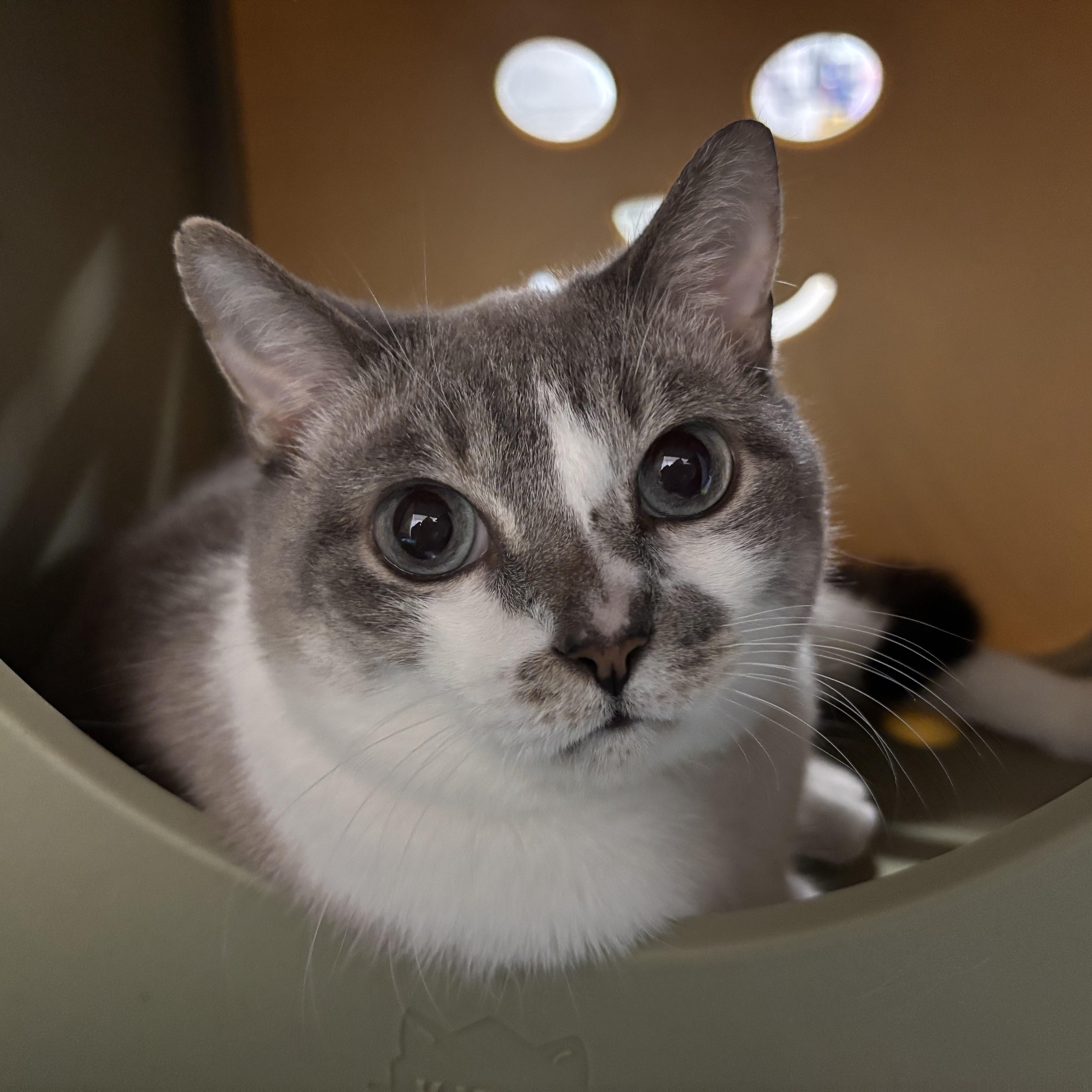 Emma, a hold mixed breed in Oldsmar, FL image 2/5