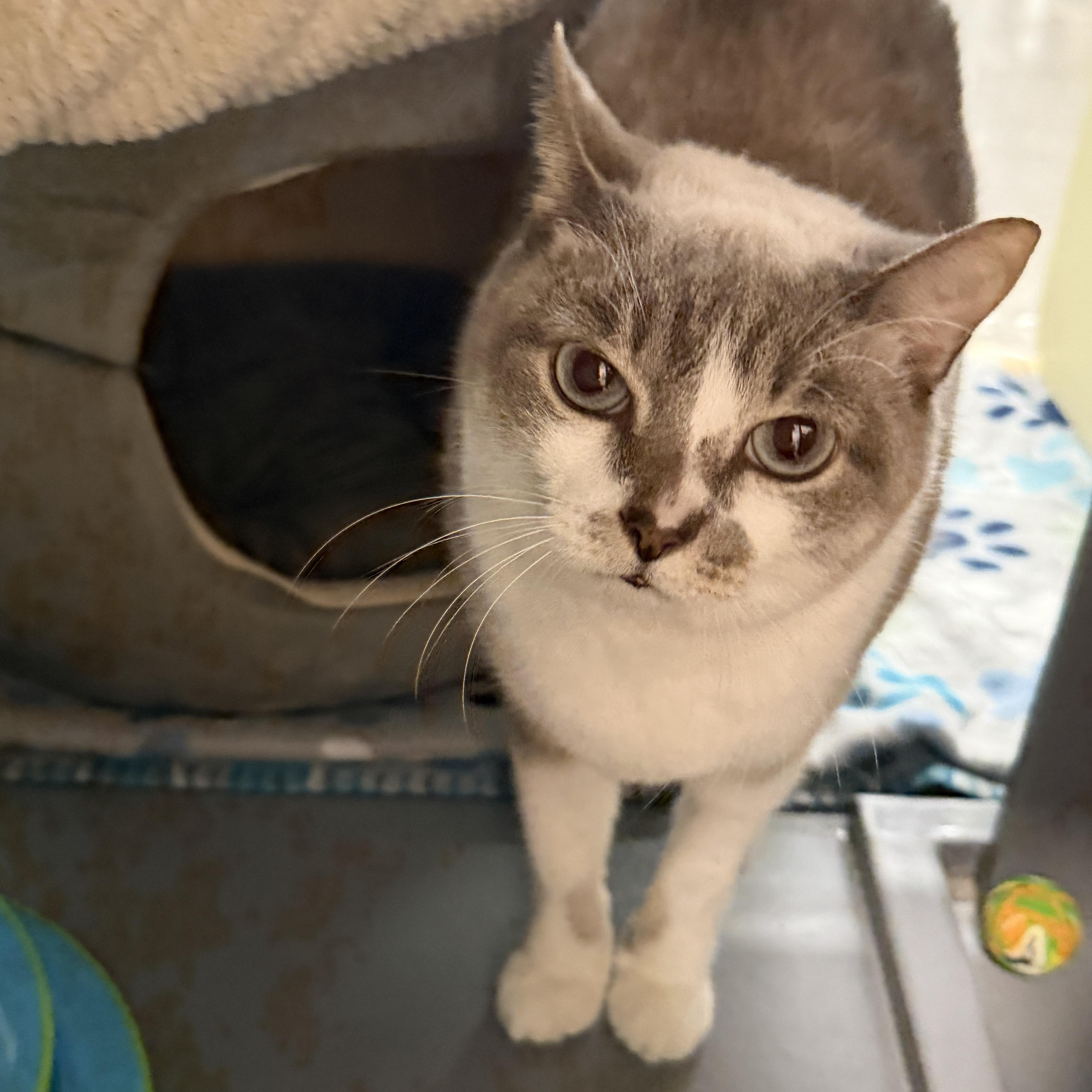 Emma, a hold mixed breed in Oldsmar, FL image 4/5