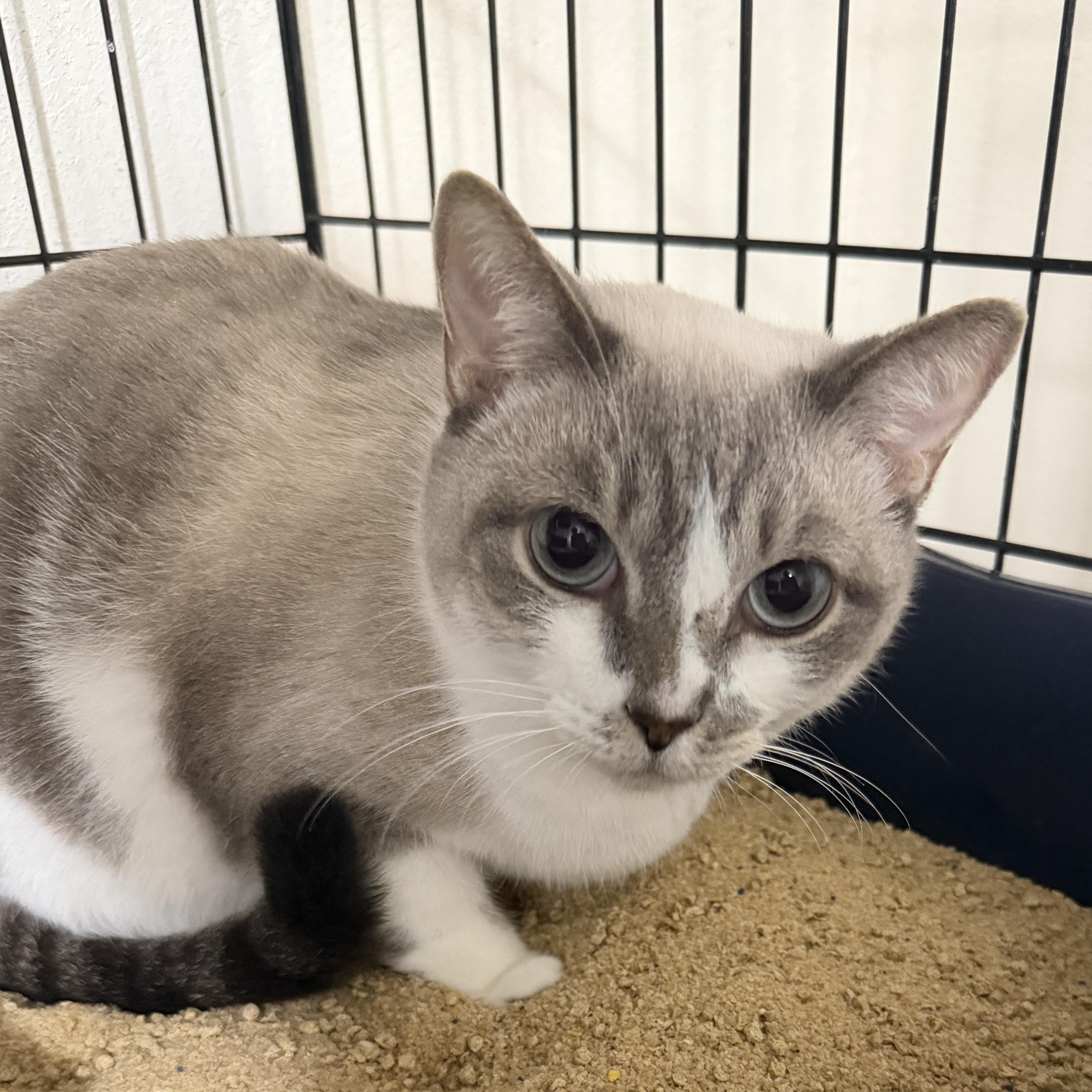 Emma, a hold mixed breed in Oldsmar, FL image 3/5