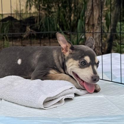 Enlarge Mack, a Adoptable mixed breed in Honolulu, HI image 1/3