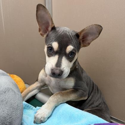 Enlarge Mack, a Adoptable mixed breed in Honolulu, HI image 2/2