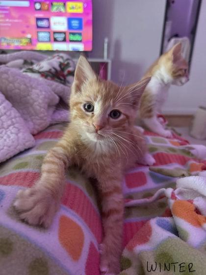 Winter — thumbnail 2