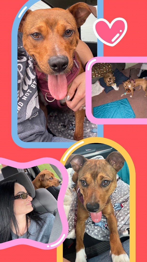 Prayer, Adoptable, Young Male American Staffordshire Terrier.