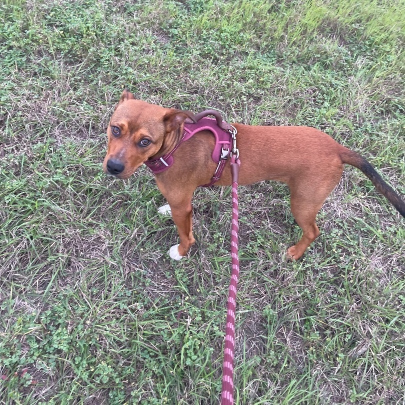 Enlarge Prayer, a Adoptable American Staffordshire Terrier in Inez, TX image 8/12