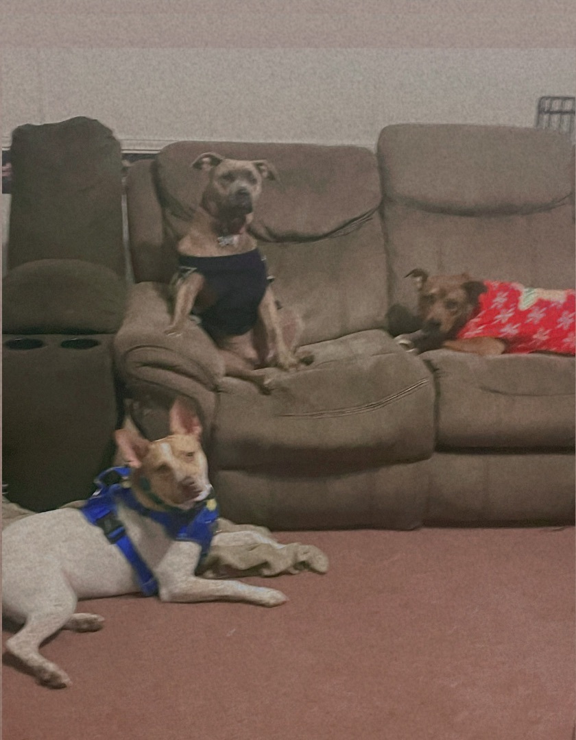 Enlarge Prayer, a Adoptable American Staffordshire Terrier in Inez, TX image 9/12