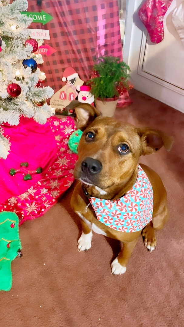 Enlarge Prayer, a Adoptable American Staffordshire Terrier in Inez, TX image 10/12