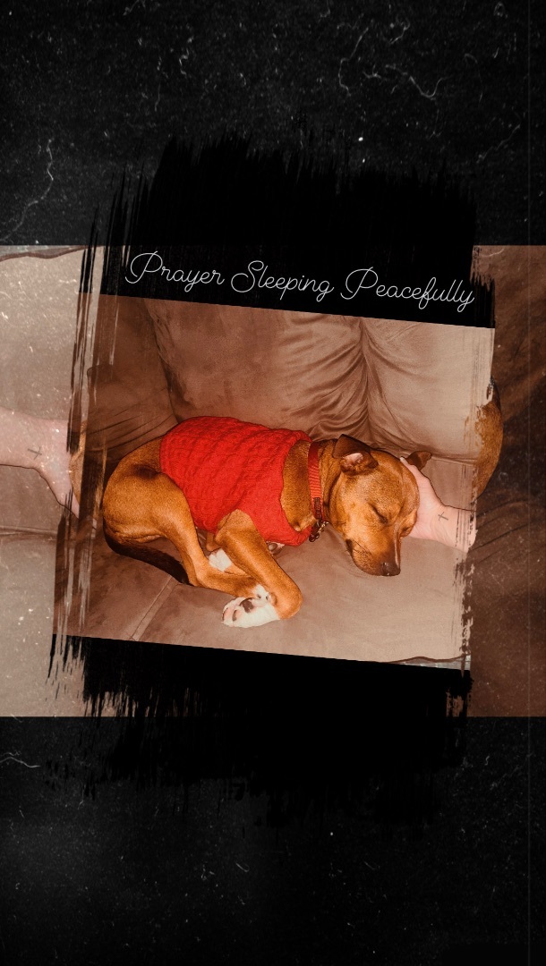 Enlarge Prayer, a Adoptable American Staffordshire Terrier in Inez, TX image 11/12