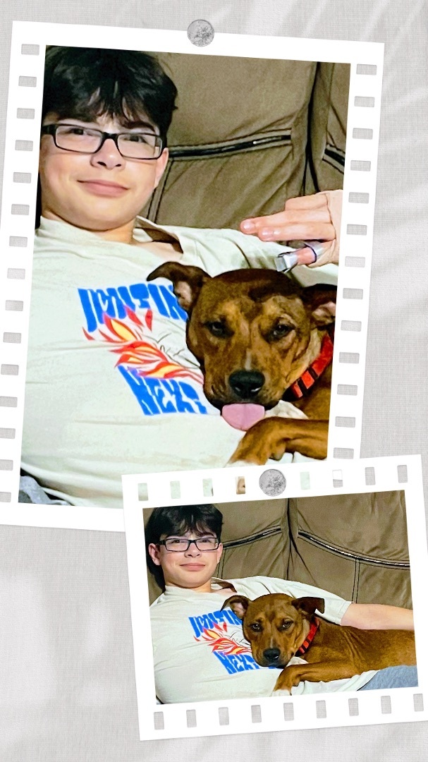 Enlarge Prayer, a Adoptable American Staffordshire Terrier in Inez, TX image 12/12