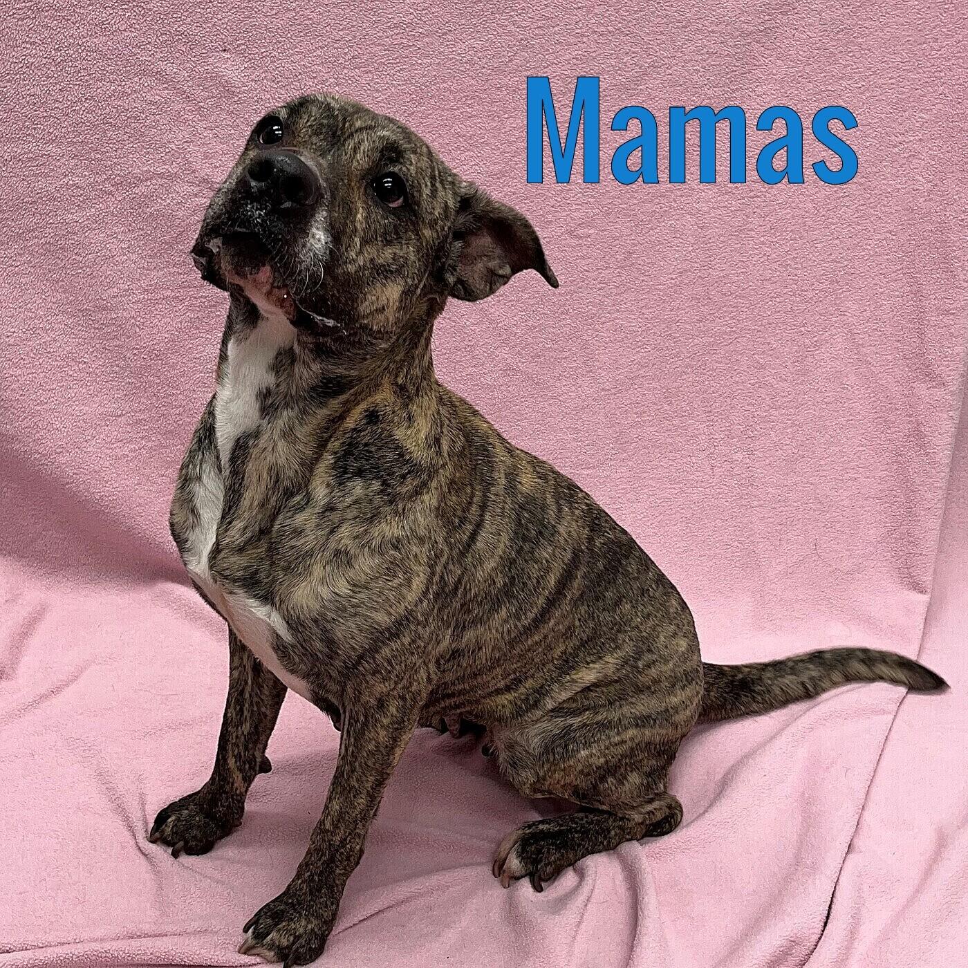 Enlarge Mamas, a Adoptable Mixed Breed in Pleasantville, NJ image 1/1