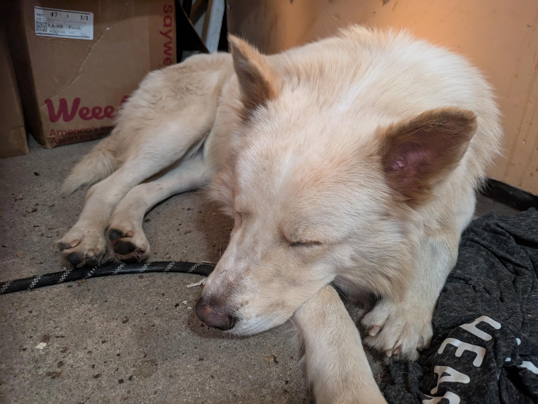 Chowder, Adoptable, Young Male Jindo & Finnish Spitz.