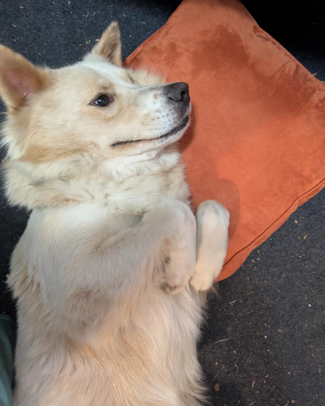 Chowder, an adoptable Jindo, Finnish Spitz in Marina del Rey, CA, 90034 | Photo Image 3