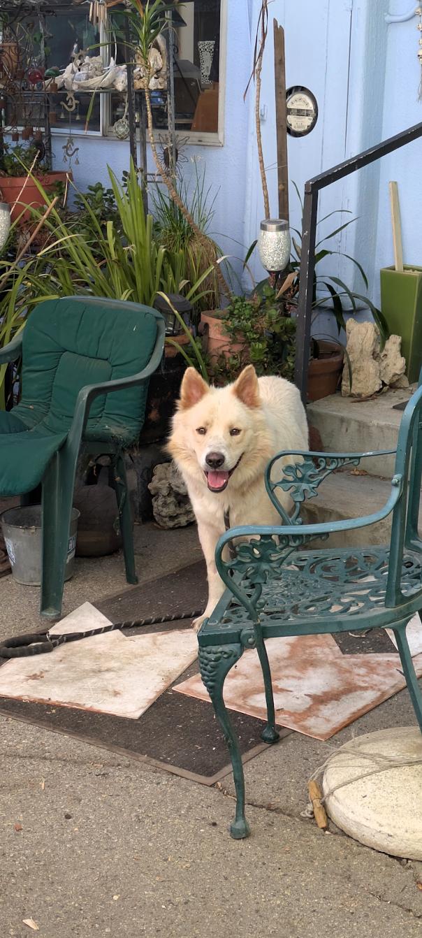 Enlarge Chowder, a Adoptable mixed breed in Marina del Rey, CA image 3/4