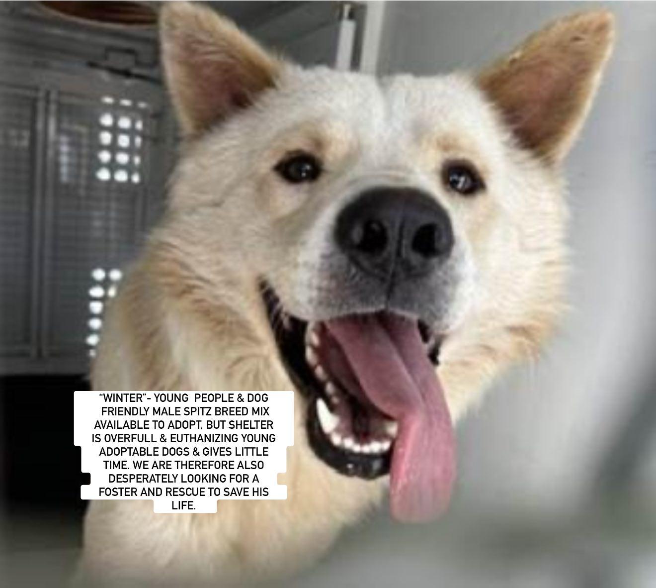 Enlarge Chowder, a Adoptable mixed breed in Marina del Rey, CA image 4/4