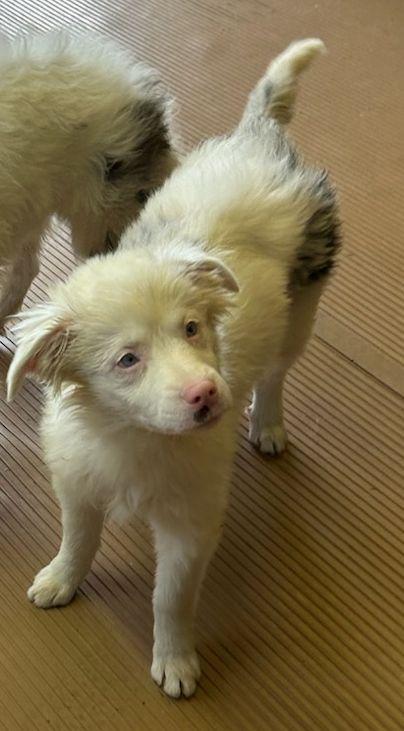 BINDI, a ADOPTABLE mixed breed in Elyria, OH image 3/5