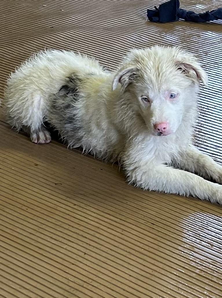 BINDI, a ADOPTABLE mixed breed in Elyria, OH image 1/5