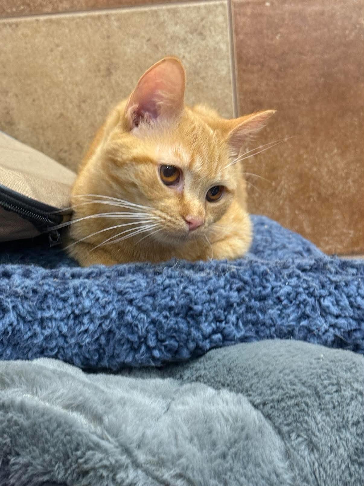 Enlarge Cider, an adopted Tabby in Marion, IN image 4/4